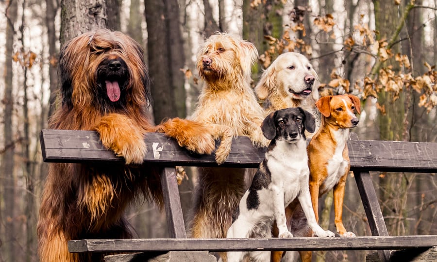 3-love2dogs.jpg