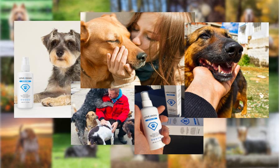4-love2dogs.jpg